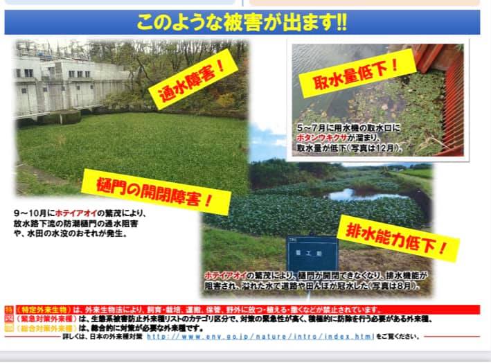 【水生植物による被害が出る前に＠本林公園】
