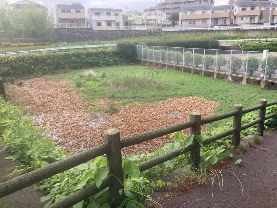 【水生植物による被害が出る前に＠本林公園】