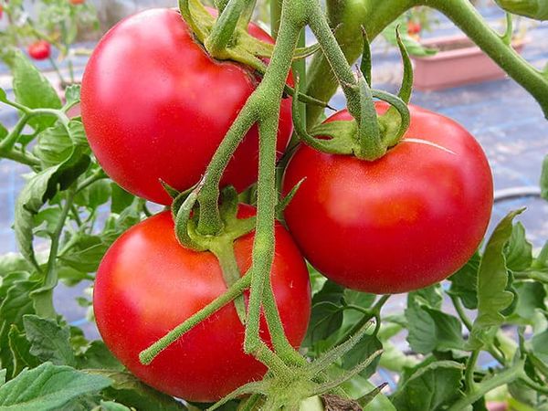 【現場の声を聴くvol.3🍅】