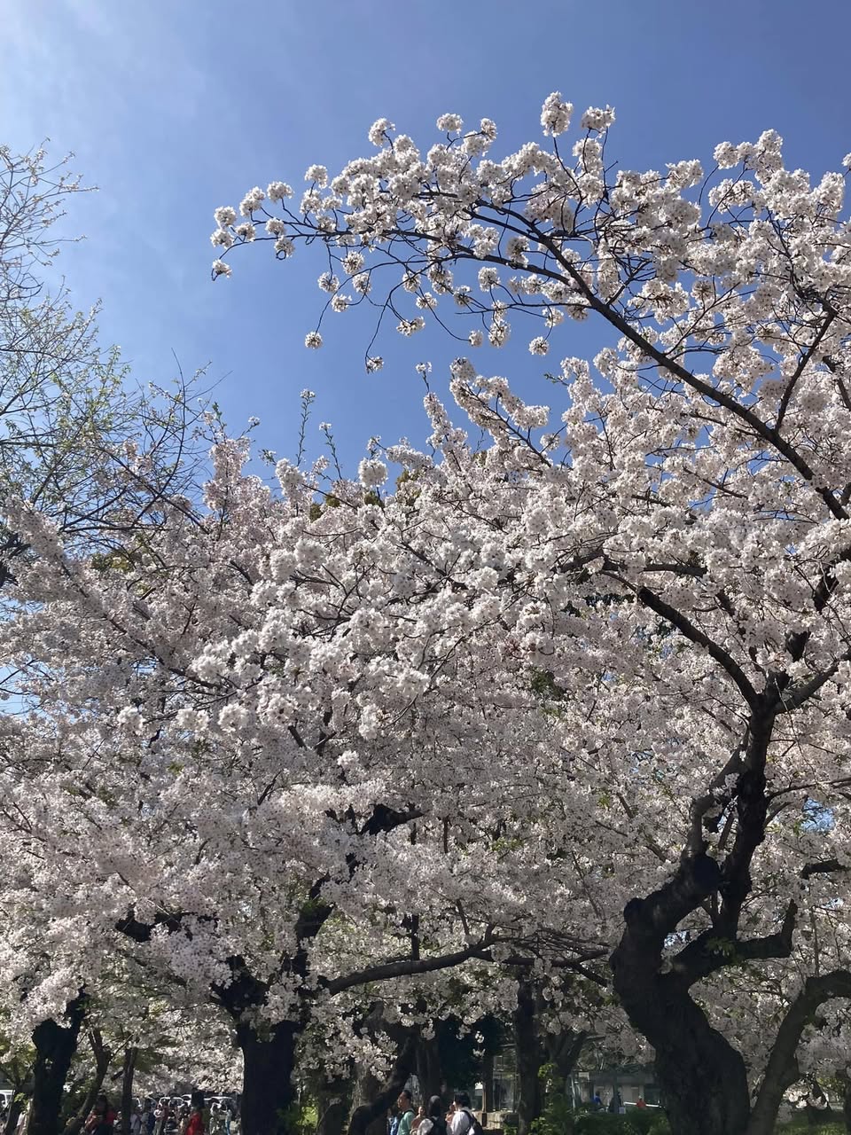 【明日からの新生活を前に🌸】