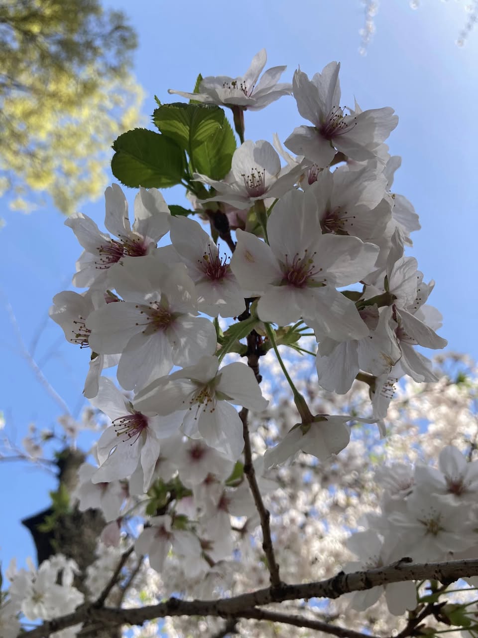 【明日からの新生活を前に🌸】