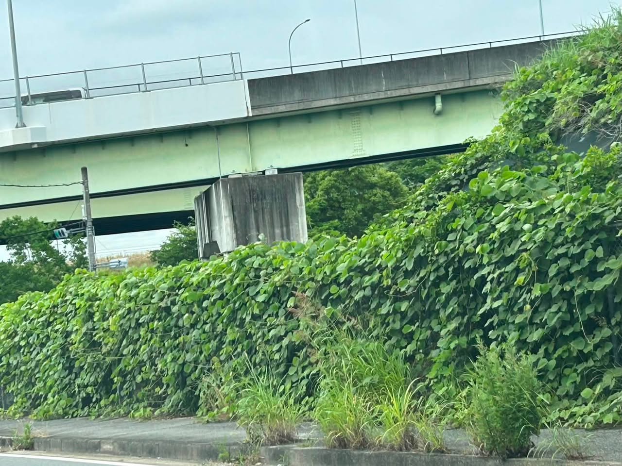 通学路の除草作業が完了しました